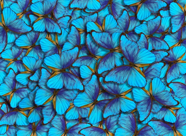 青い抽象的なテクスチャ背景 蝶モルフォ モルフォ蝶の翼 鮮やかなブルーの飛行蝶抽象的な背景 — ストック写真