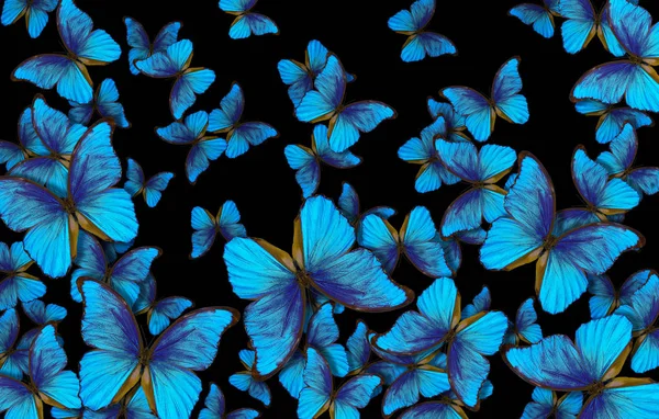Fondo Textura Abstracta Azul Mariposa Morfo Alas Una Mariposa Morpho — Foto de Stock