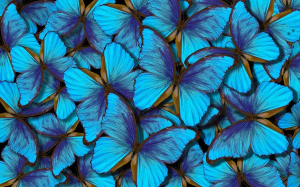 Blue abstract texture background. Butterfly Morpho. Wings of a butterfly Morpho. Flight of bright blue butterflies abstract background.