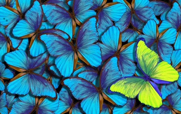 青い抽象的なテクスチャ背景 蝶モルフォ モルフォ蝶の翼 鮮やかなブルーの飛行蝶抽象的な背景 — ストック写真