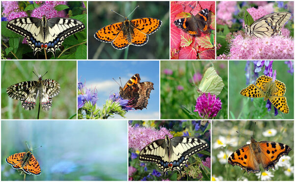 Collage of bright colorful butterflies. close up