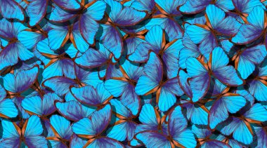 Winwings bir kelebek biçim. Parlak mavi kelebekler soyut background.gs bir kelebek Morfo uçuşu. Arka plan uçuş parlak mavi kelebekler.