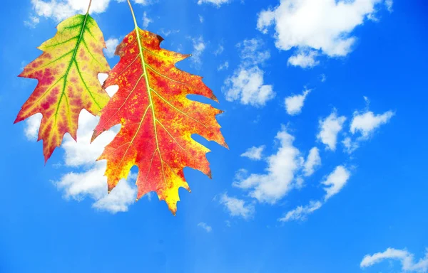 Herfstbladeren Tegen Hemel Kopie Ruimten — Stockfoto