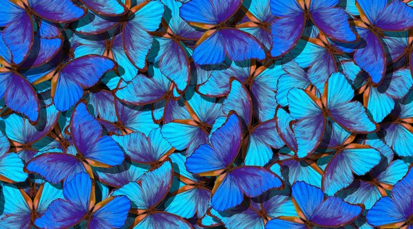 Windungen Eines Schmetterlingsmorphos Flug Leuchtend Blauer Schmetterlinge Abstrakte Hintergrund Eines — Stockfoto