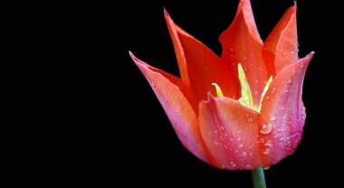 Lale çiy damlaları içinde yakın çekim.