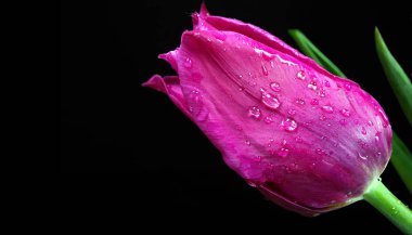 Lale çiy damlaları içinde yakın çekim.