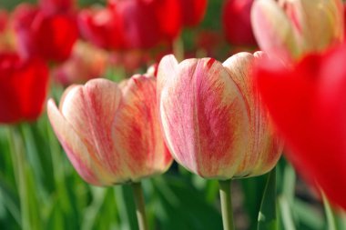 Parlak lale yakın çekim. Nisan çiçekler bahar.