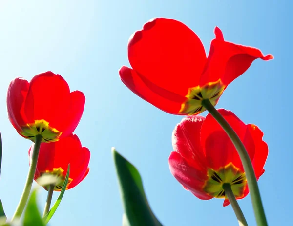 Red Tulips Close Soft Focus — Stock Photo, Image