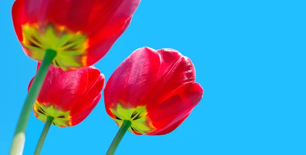 Rote Tulpen Aus Nächster Nähe Weicher Fokus — Stockfoto