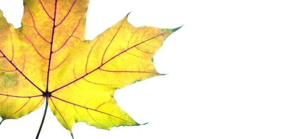 Herfstbladeren Heldere Kleurrijke Esdoornblad Geïsoleerd Wit — Stockfoto