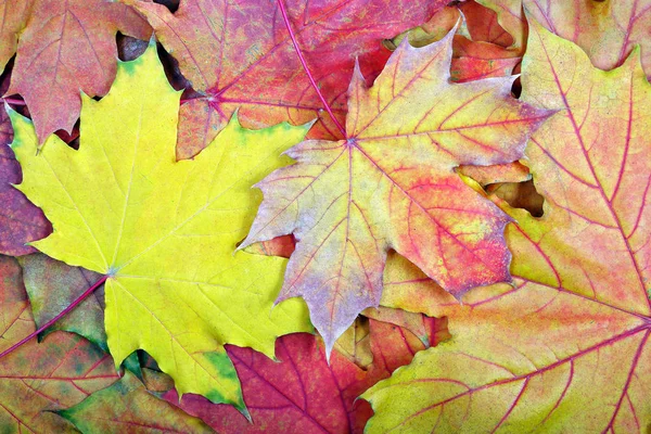 Feuilles Automne Feuilles Érable Tombées Texture Fond Vue Dessus Carte — Photo