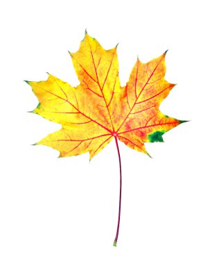sonbahar yaprakları. parlak renkli akçaağaç yaprağı üzerinde beyaz izole