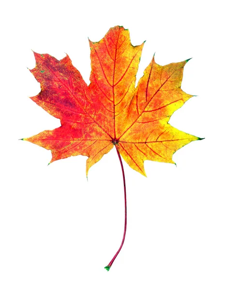 Podzimní Listí Světlé Barevné Javorový List Izolované Bílém — Stock fotografie