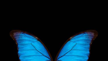 Kelebek Morpho 'nun kanatları. Morpho Kelebeği