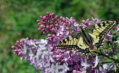 Swallowtail Kelebek, Papilio machaon. Güzel kelebek machaon çiçek açması leylak dalı üzerinde.