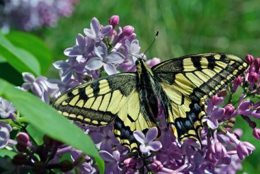 Swallowtail Kelebek, Papilio machaon. Güzel kelebek machaon çiçek açması leylak dalı üzerinde.