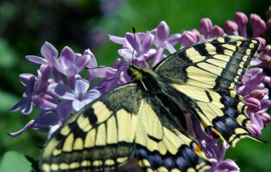 Swallowtail Kelebek, Papilio machaon. Güzel kelebek machaon çiçek açması leylak dalı üzerinde.
