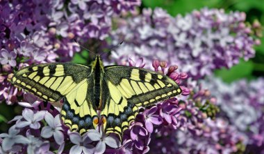 Swallowtail Kelebek, Papilio machaon. Güzel kelebek machaon çiçek açması leylak dalı üzerinde.