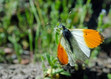 turuncu uç kelebek. güneşli bir çayır üzerinde kelebek. bahar kelebekleri. parlak şeffaf kanatlar. kopya alanlarda.