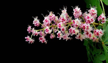 Chafer. Bir kestane çiçek böcek. kestane çiçek yakın çekim. 