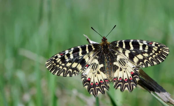 Schmetterling Auf Einer Sonnigen Wiese Frühlingsschmetterlinge Südliche Girlande — Stockfoto