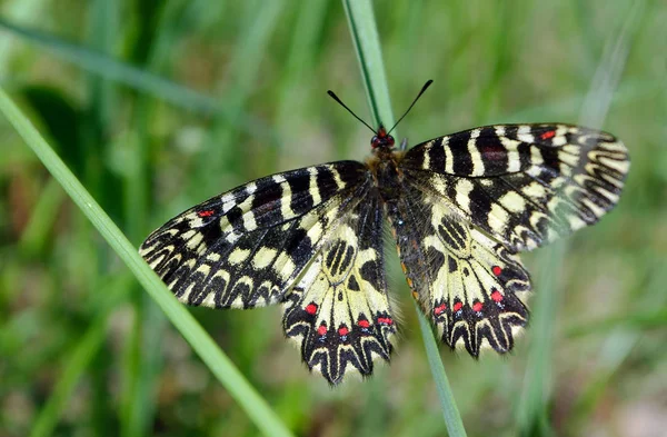 Mariposa Prado Soleado Mariposas Primavera Festón Del Sur — Foto de Stock