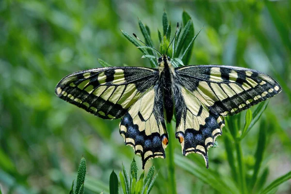 Glade Üzerinde Kelebek Parlak Güzel Kelebekler Swallowtail Kelebek Papilio Machaon — Stok fotoğraf
