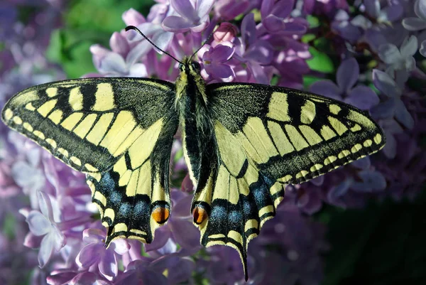 Borboleta Rabo Andorinha Papilio Machaon Machaon Borboleta Bonita Ramo Lilás — Fotografia de Stock