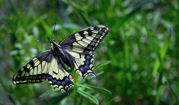 蝴蝶在空地上 明亮美丽的蝴蝶 燕尾蝴蝶 凤蝶玛卡翁 — 图库照片