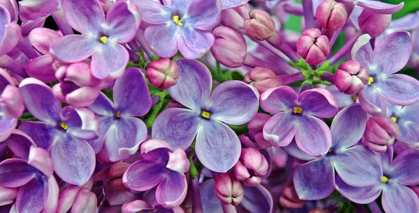 Blühender Flieder Aus Nächster Nähe Natürlicher Lila Hintergrund — Stockfoto