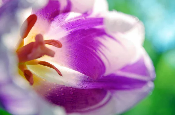 Lila Tulpe Aus Nächster Nähe Natürlichen Lila Hintergrund Weicher Fokus — Stockfoto