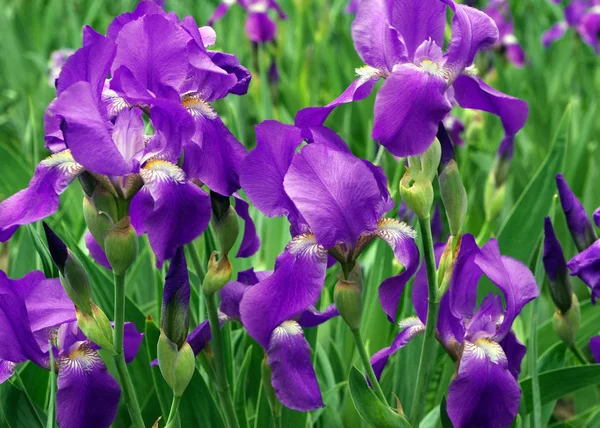 Bunga Iris Tempat Tidur Bunga Taman — Stok Foto