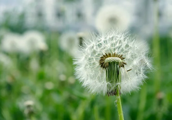 蓬松的白色蒲公英花 — 图库照片