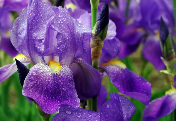 Bunga Iris Tempat Tidur Bunga Taman — Stok Foto