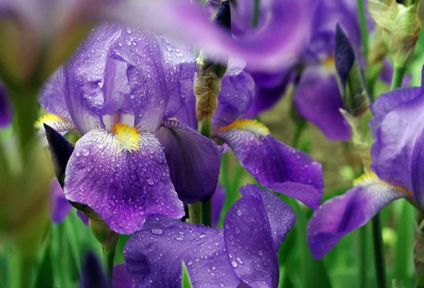 Irisblüten Auf Einem Blumenbeet Park — Stockfoto
