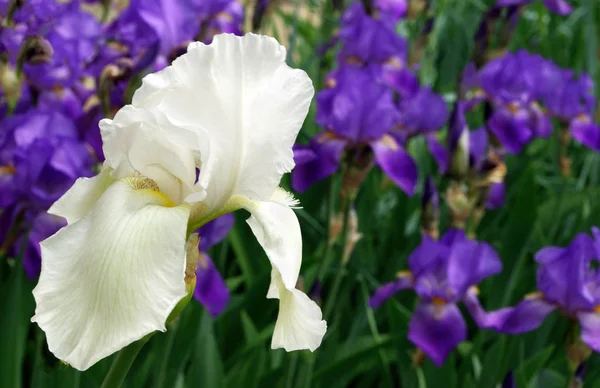 Iris Fleurs Sur Lit Fleurs Dans Parc — Photo