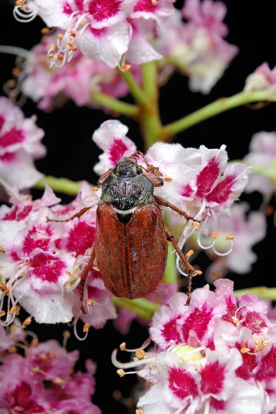 Hostien Käfer Auf Einer Kastanienblüte Kastanienblüte Aus Nächster Nähe — Stockfoto