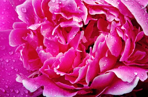 Peonía Rosa Cerca Fondo Rosa Natural —  Fotos de Stock
