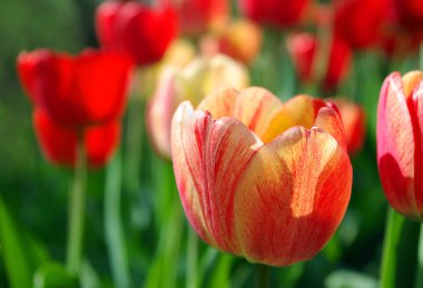 Parlak lale yakın çekim. Nisan çiçekler bahar.