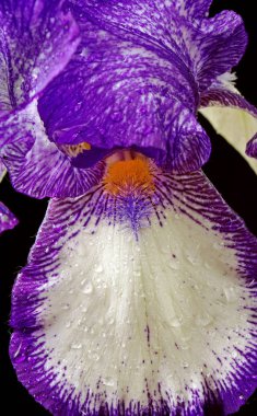 Iris çiçek siyah bir arka plan. yakın çekim. 