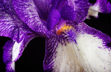 Iris çiçek siyah bir arka plan. yakın çekim. 