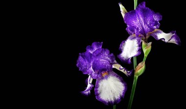 Iris çiçek siyah bir arka plan. yakın çekim. 