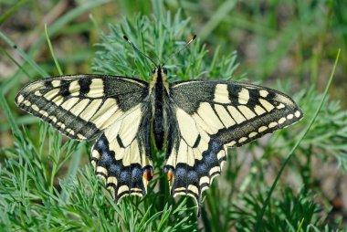 Parlak güzel kelebekler. Swallowtail Kelebek, Papilio machaon