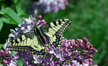 Swallowtail Kelebek, Papilio machaon. Güzel kelebek machaon çiçek açması leylak dalı üzerinde.
