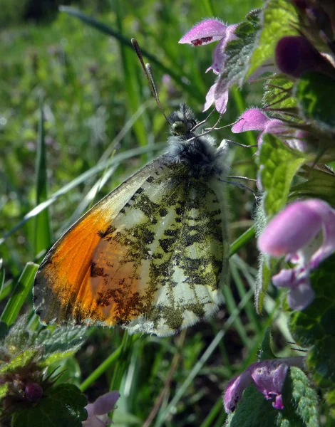 Papillon Pointe Orange Papillon Sur Une Prairie Ensoleillée Papillons Printemps — Photo
