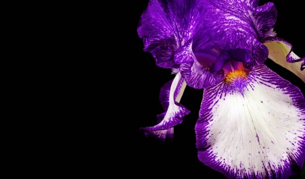 Iris Çiçek Siyah Bir Arka Plan Yakın Çekim — Stok fotoğraf