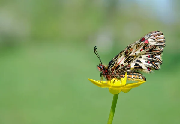 Papillon Sur Une Prairie Ensoleillée Papillons Printemps Feston Sud Espaces — Photo