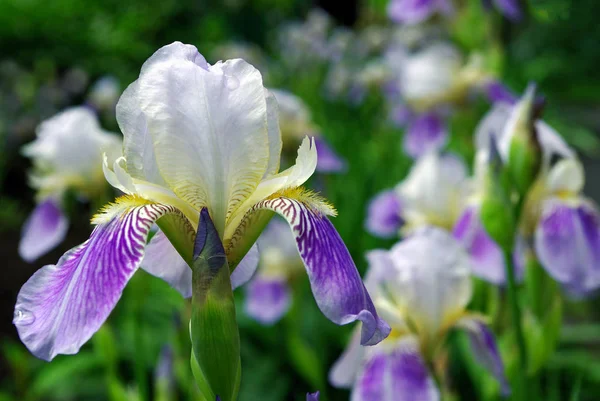 Iris Flowers Flower Bed Park — Stock Photo, Image