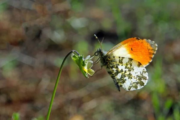 Orange Tip Butterfly Butterfly Sunny Meadow Spring Butterflies Bright Transparent — Stock Photo, Image