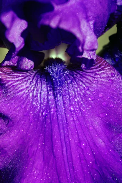 Irisblume Auf Schwarzem Hintergrund Nahaufnahme — Stockfoto